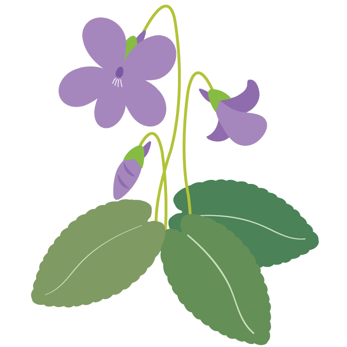 春の花 すみれ ふでこや 無料イラスト