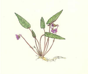 日本薬学図書館協議会 Jpla 野草とともに しはいすみれ Violea Violacea スミレ科 Violaceae