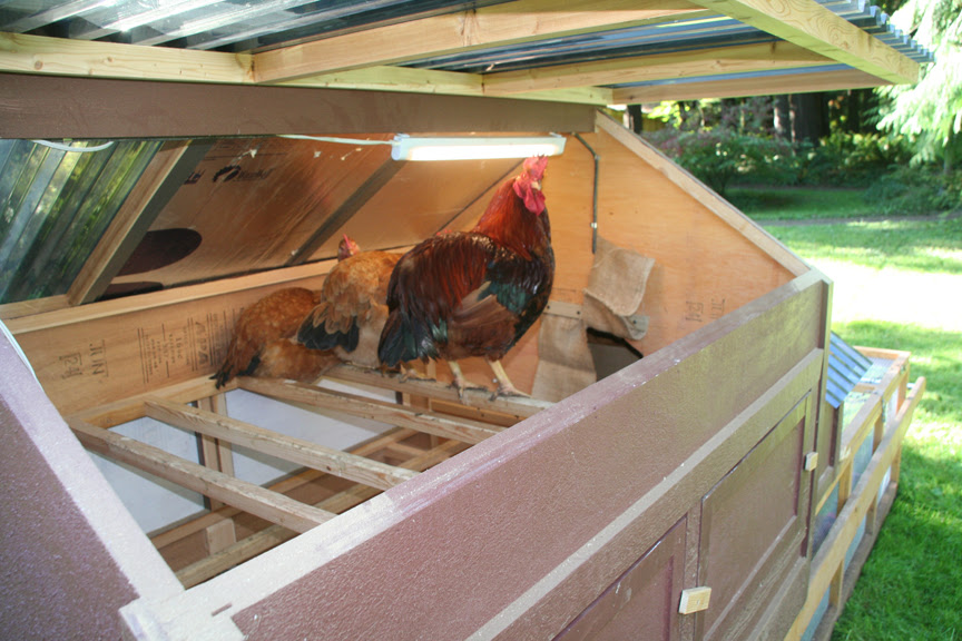 Chicken Tractor