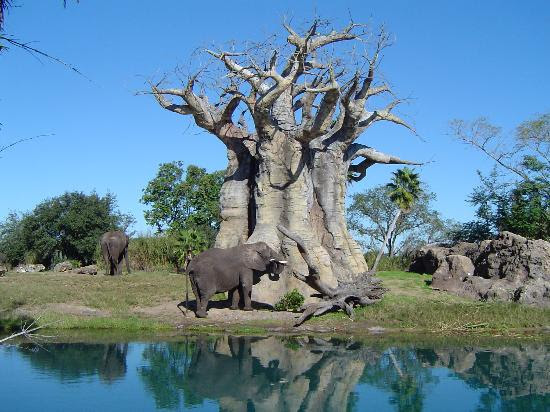 disney world orlando. Learn more about Orlando