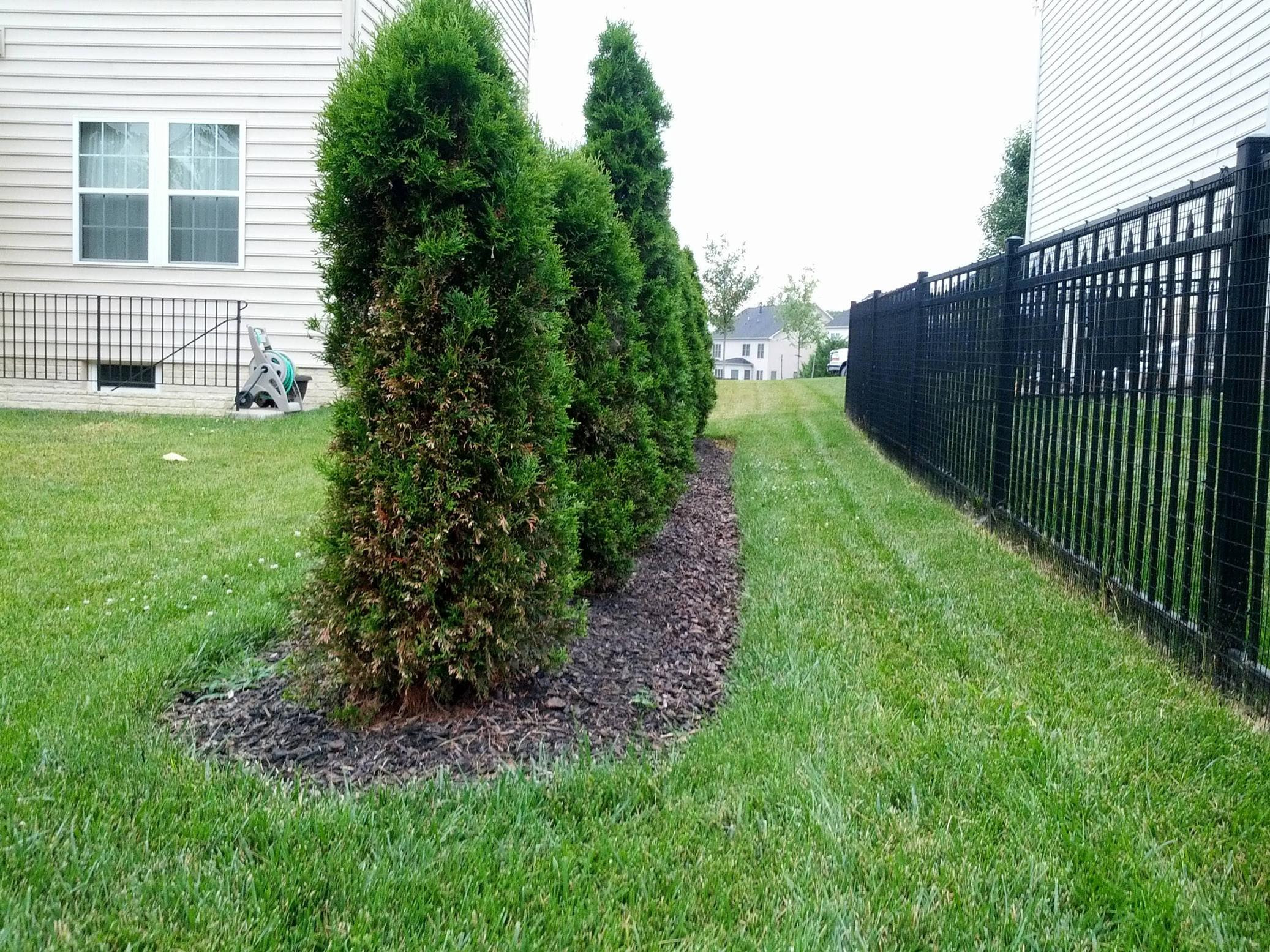 trees - Will Arborvitae regrow to their usual shape after ...