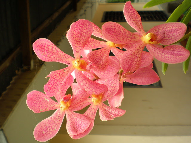 bunga orkid merah Flickr Photo Sharing bunga orkid merah Flickr Photo Sharing