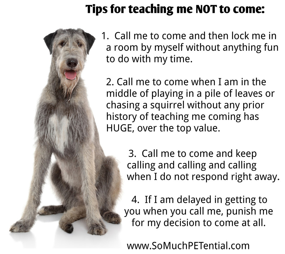 How To Teach Your Dog NOT To Come | So Much Petential Cincinnati Dog ...