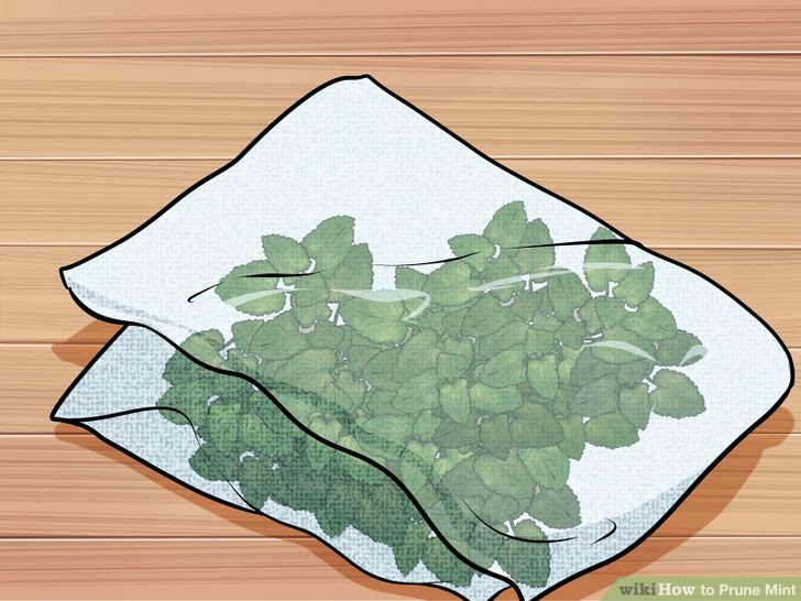 Prune Mint Step 3 Version 2.jpg