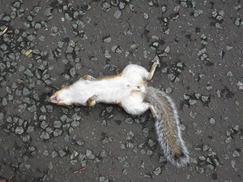 Dead Squirrel by idoru45