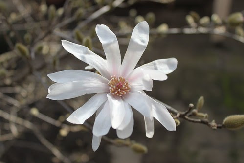 Magnolia stellata