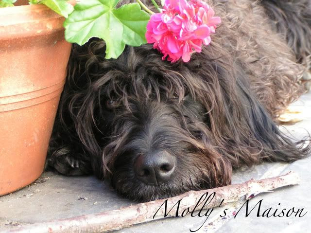 Molly's Maison