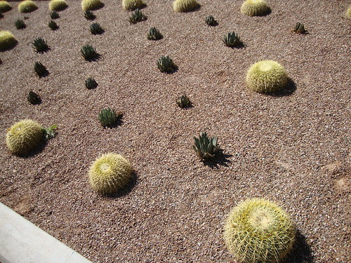 University of Arizona