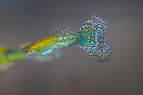 グッピーの水槽の掃除 方法や頻度は 熱帯魚 淡水魚 海水魚の図鑑