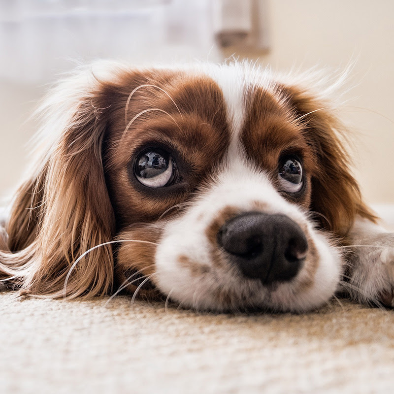 犬の上目づかいや目をそらす表情 困り顔の意味は