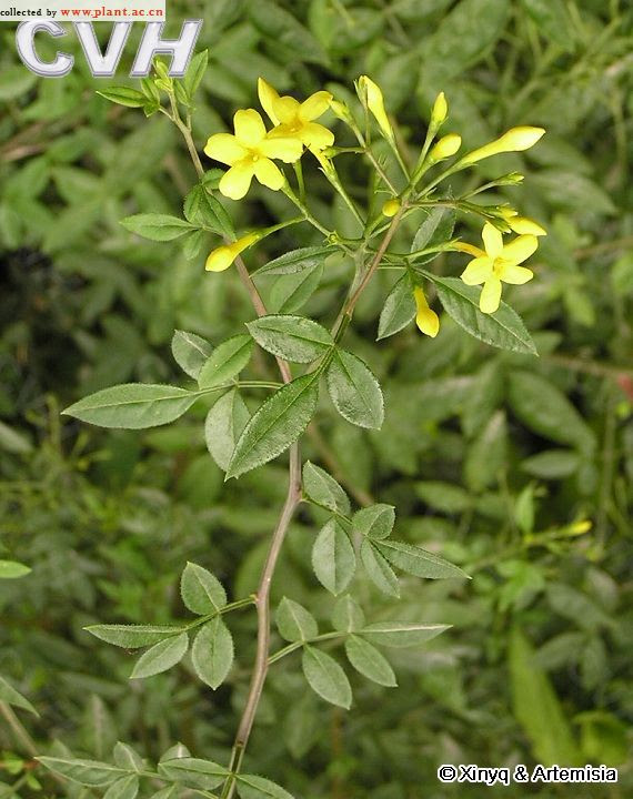 矮探春jasminum Humile Linn 植物通