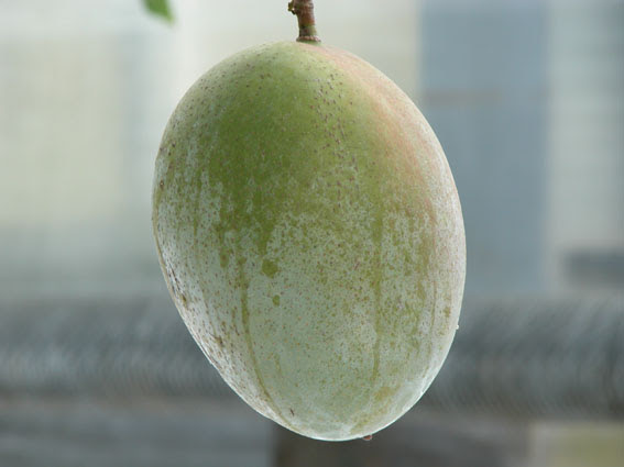 マンゴー Mangifera Indica L ウルシ科マンゴー属