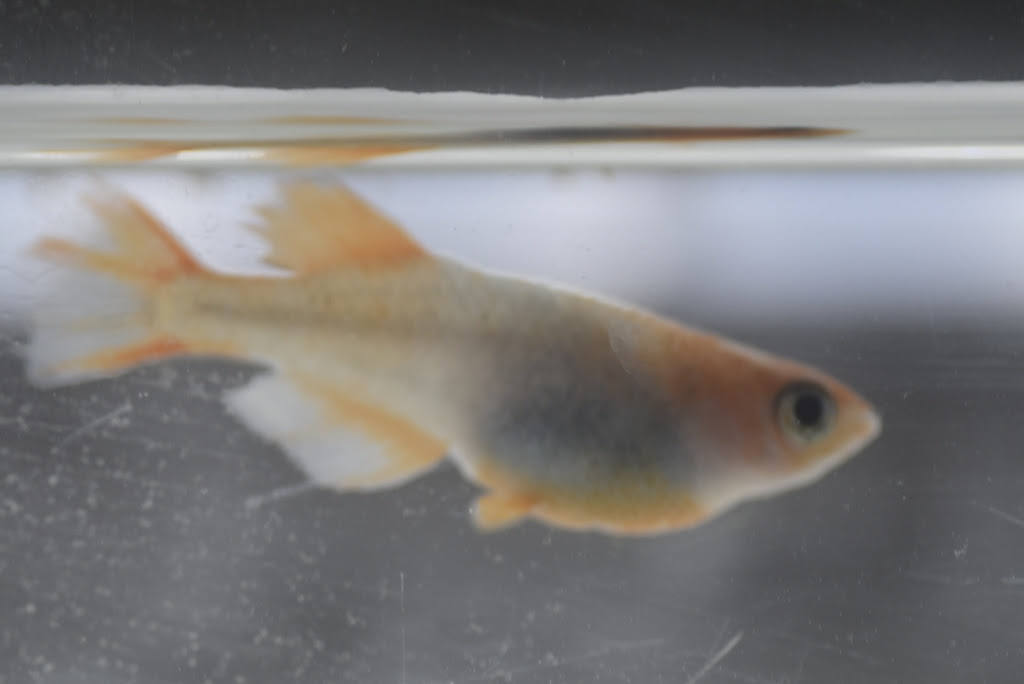 病気と死の前兆 めだか屋悠遊