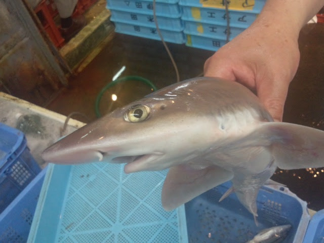 12年07月の記事 和幸寿司ブログ