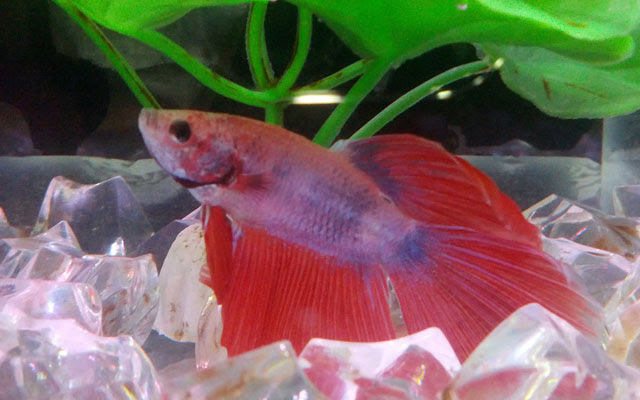 Mengenal jenisjenis ikan cupang  ALAMTANI