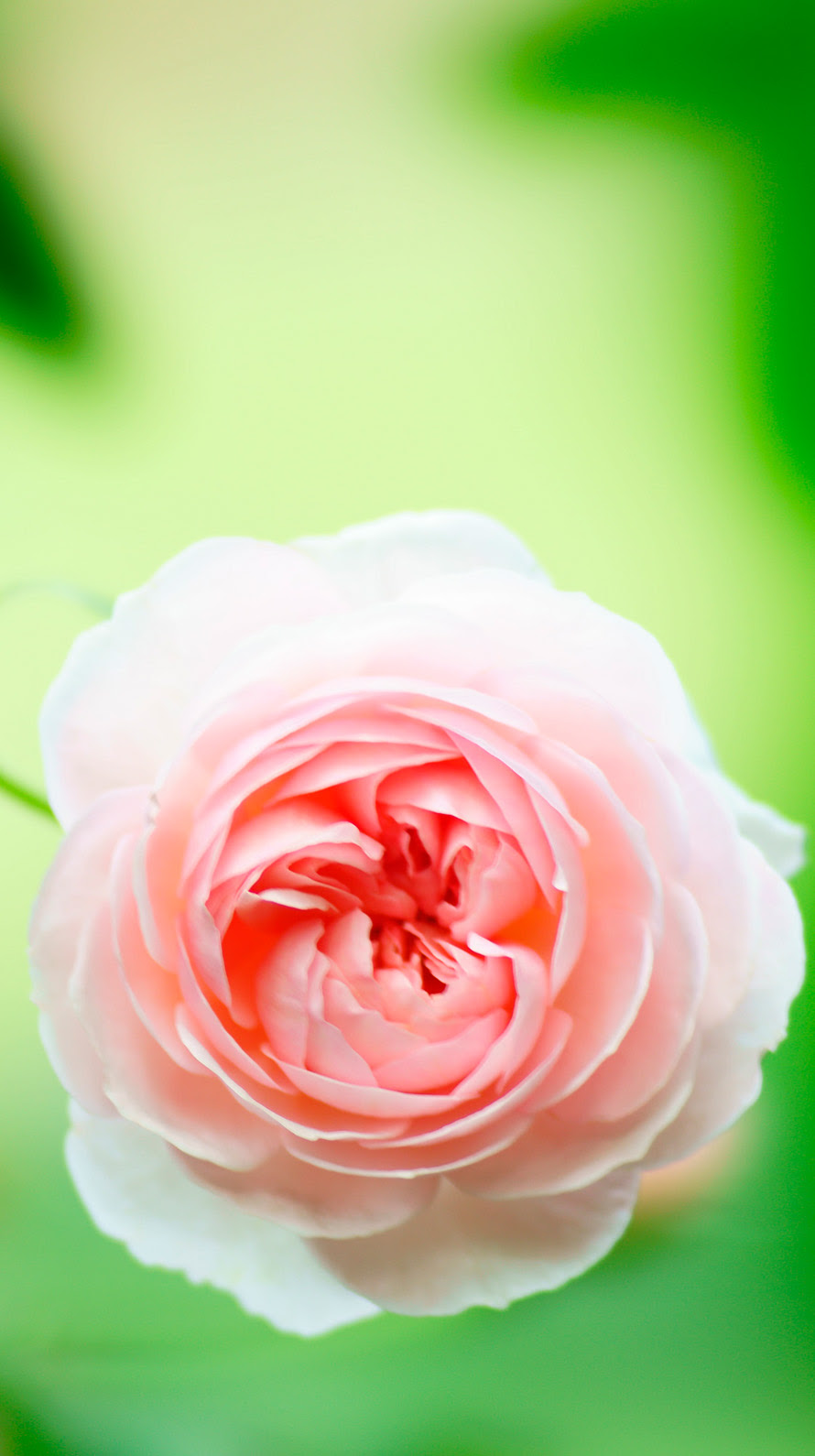 バラ 薔薇 Iphone壁紙タウン