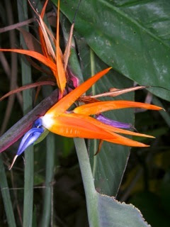 ハワイ観光ブログ ホノルルの花々 フォスター植物園をたずねて