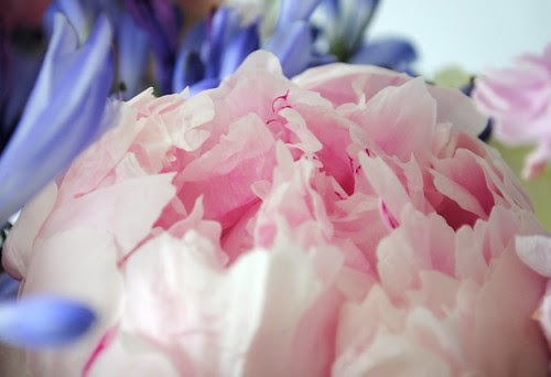 Pink peonie