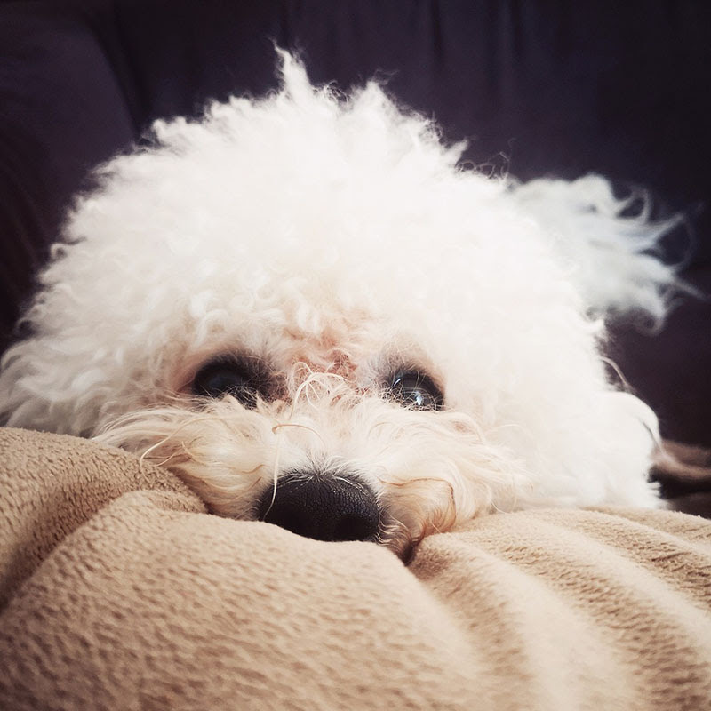 天使のようにかわいい ビションフリーゼの子犬を迎えるための準備をしよう