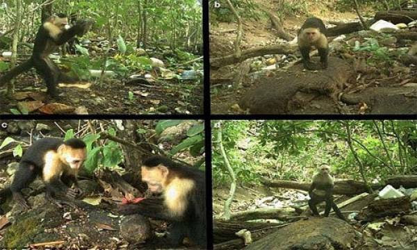 Bầy khỉ mũ mặt trắng trên đảo Jicaron dùng đá đập vỡ thức ăn cứng