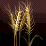 Wheat