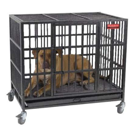 Puppy Crate Training Schedule – Introducing The Crate