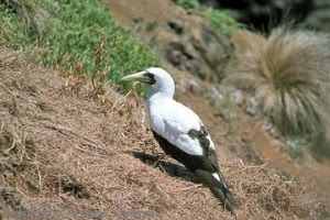 masked booby in Mahuva