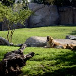 Fotos de Bioparc Valencia, leones