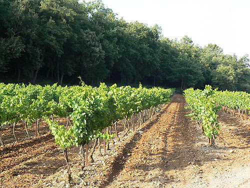 vignes de Peyrassol.jpg