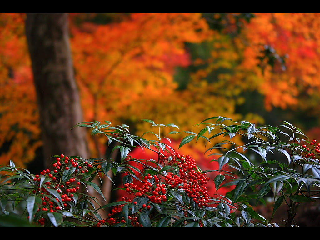 南天 千両 万両の違い