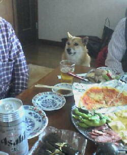 柴犬日記
