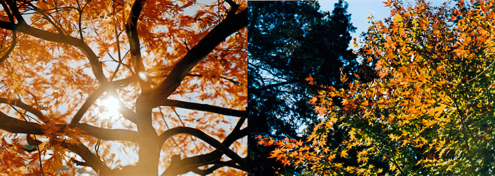 NYBG : Sun & Foliage