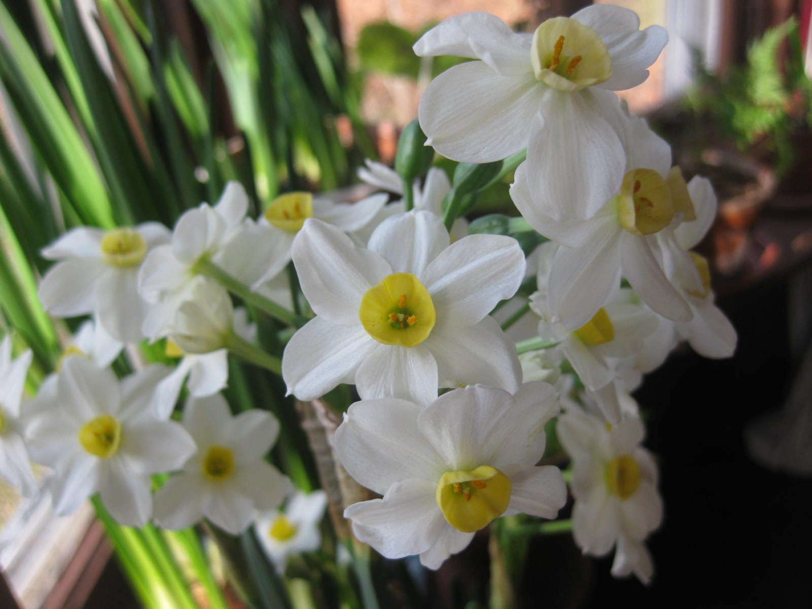 force oodles of flowering bulbs in winter their scented bouquets 