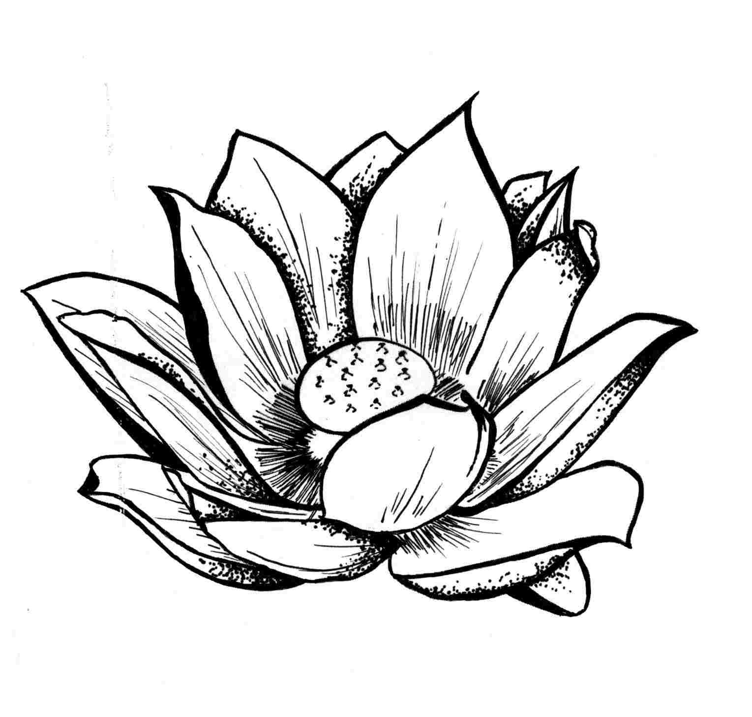 Lotus Blossom Drawing Free download on ClipArtMag