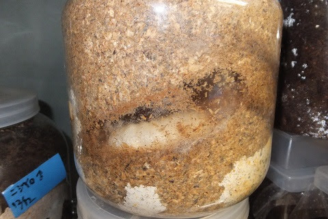 14年01月 クワガタ カブト飼育 仮