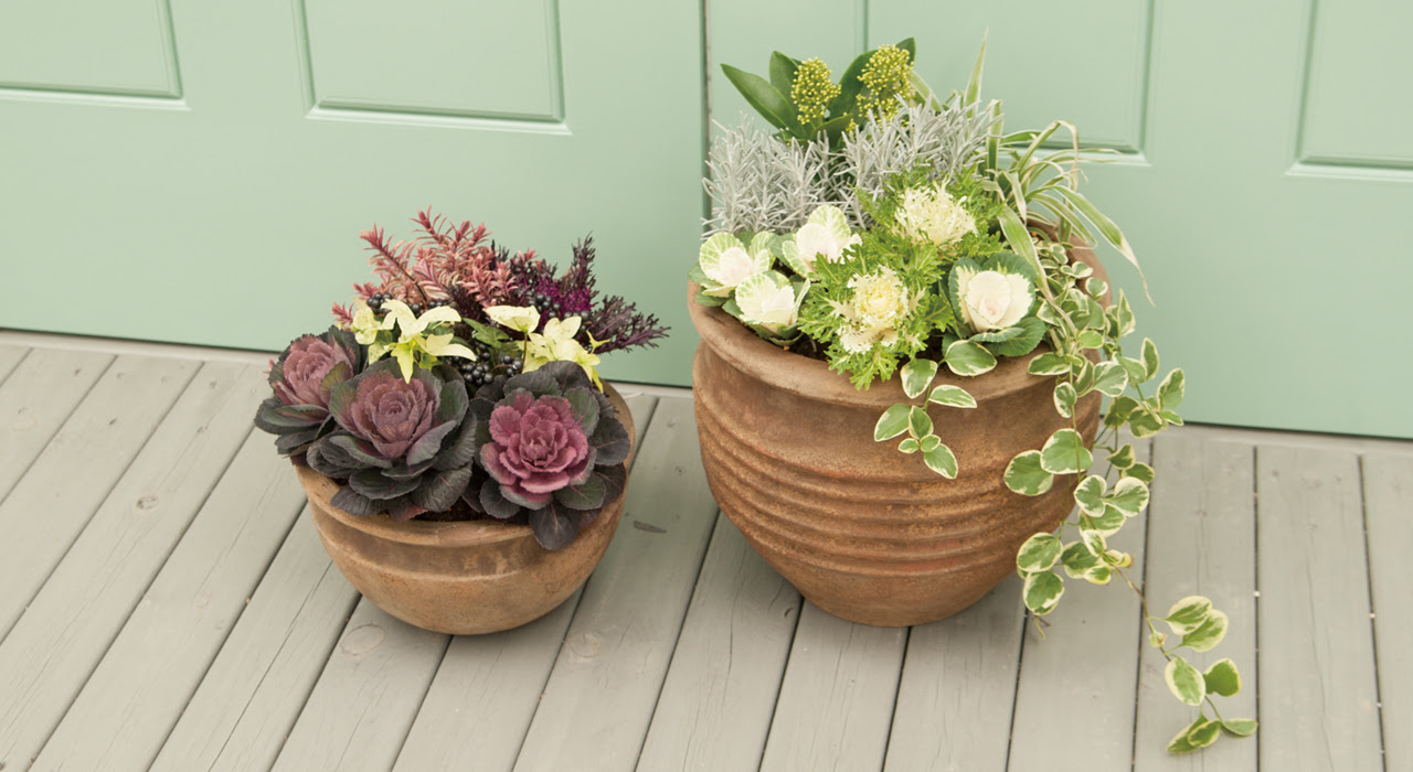 ブーケみたいな寄せ植えを作ろう 華やかに生まれ変わったハボタンの魅力 植木鉢ナビ
