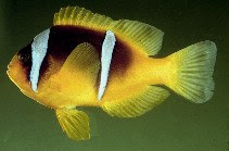 A. bicinctus001