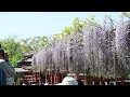 √ダウンロード 花 フジ 京都 958546-フジ 花 京都