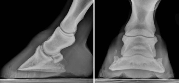 Equine Podiatry Dr Stephen O Grady Veterinarians Farriers Books Articles
