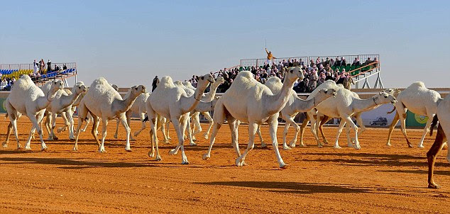 From the Al Wadah white camel to, the Al Majahateer dark camel and the Al Homor reddish, brown camel, various features considered most beautiful to each breed are closely assessed to determine the deserving winners