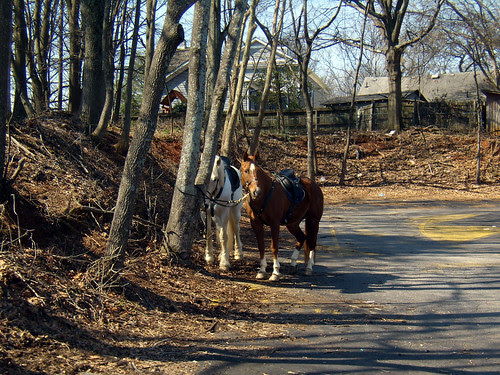 P3052283-Horses-At-Manuels