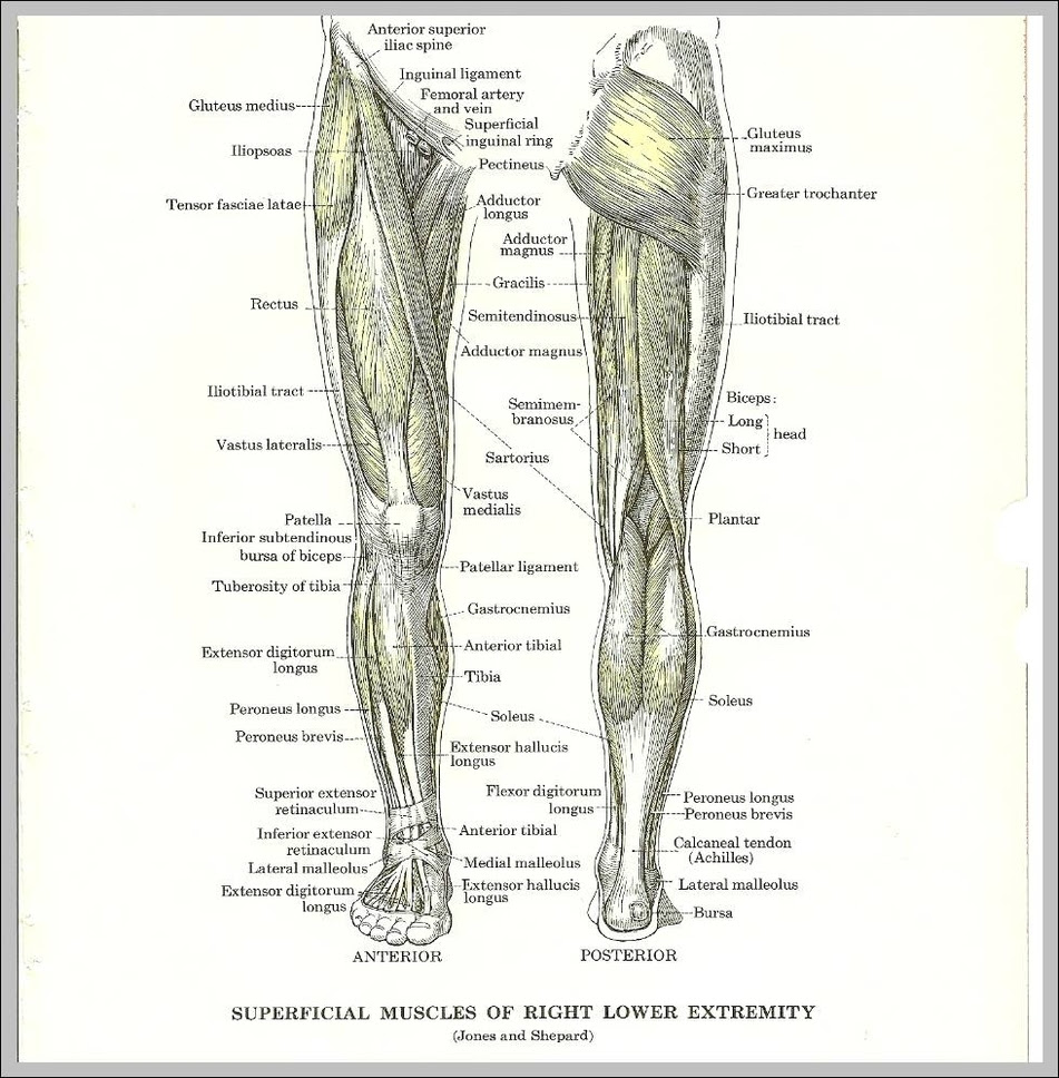 Anatomy Of Leg Muscles Anatomy System Human Body Anatomy Diagram And Chart Images