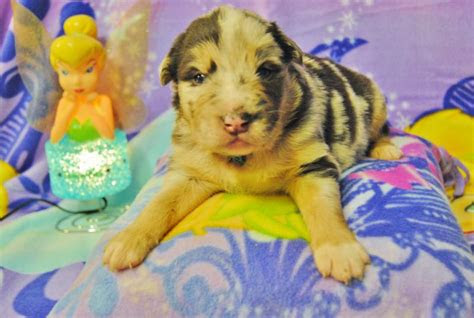 Check out these great homemade dog food recipes and let us know what you think! Shamrock Rose Aussies - ï»¿ï»¿ï»¿ Welcome to Shamrock Rose