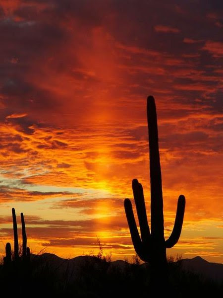 http://upload.wikimedia.org/wikipedia/commons/thumb/a/a1/Sunset_in_Saguaro_National_Park.JPG/450px-Sunset_in_Saguaro_National_Park.JPG