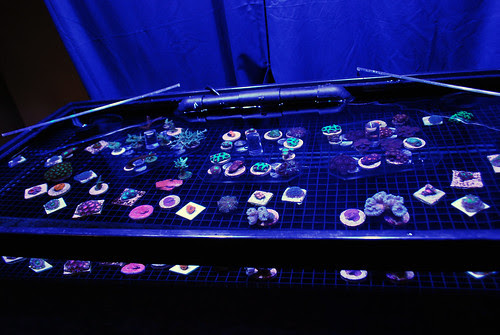 Houseofcorals (5)