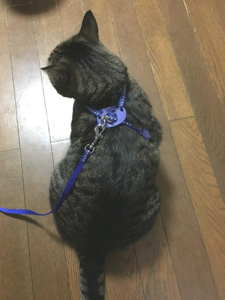抜ける 嫌がる 動かない 猫用ハーネスが苦手な猫ちゃんための上手なつけ方 コツは 猫の総合情報サイト ペットスマイルニュースforネコちゃん