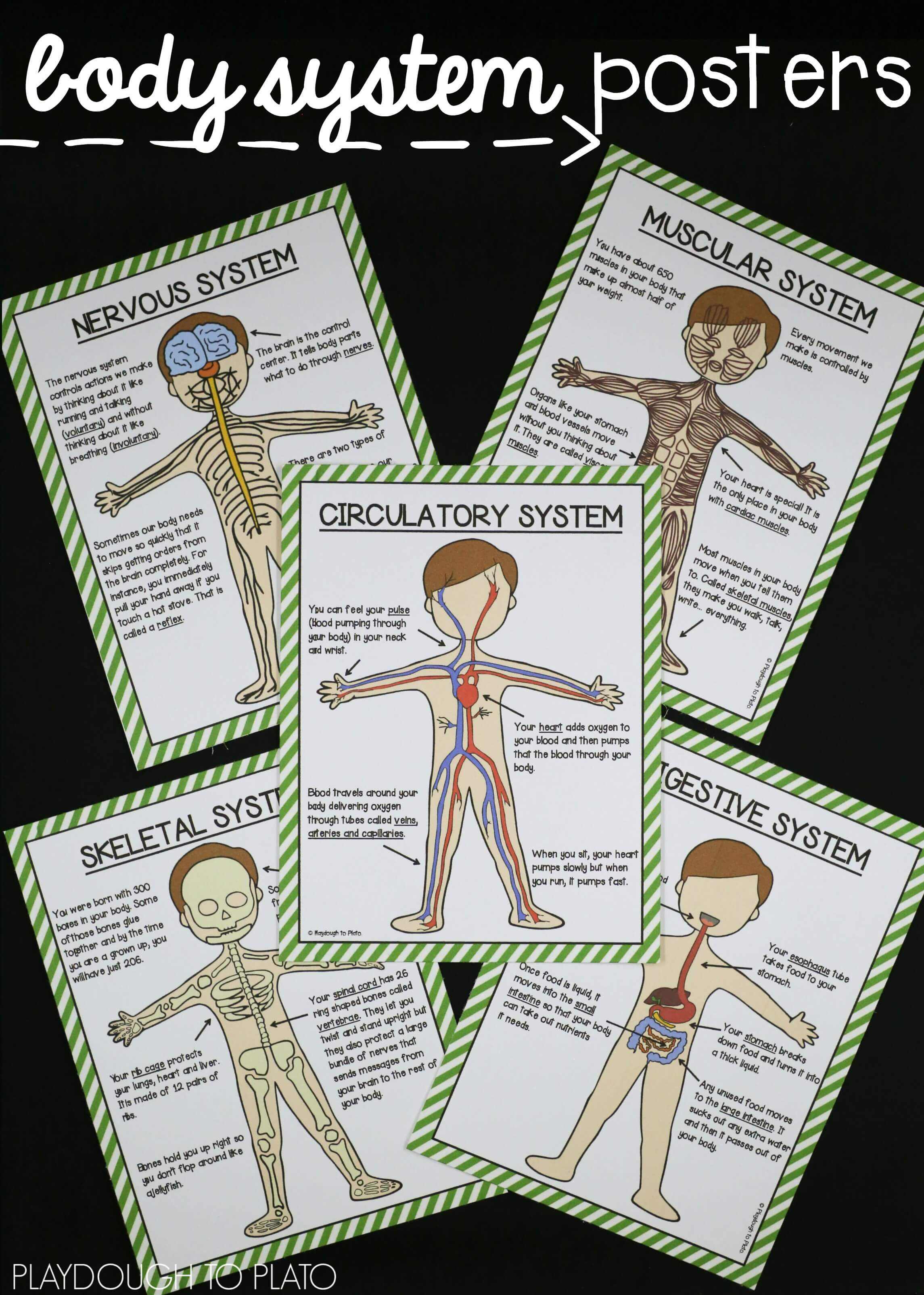 Human Body Systems The Stem Laboratory