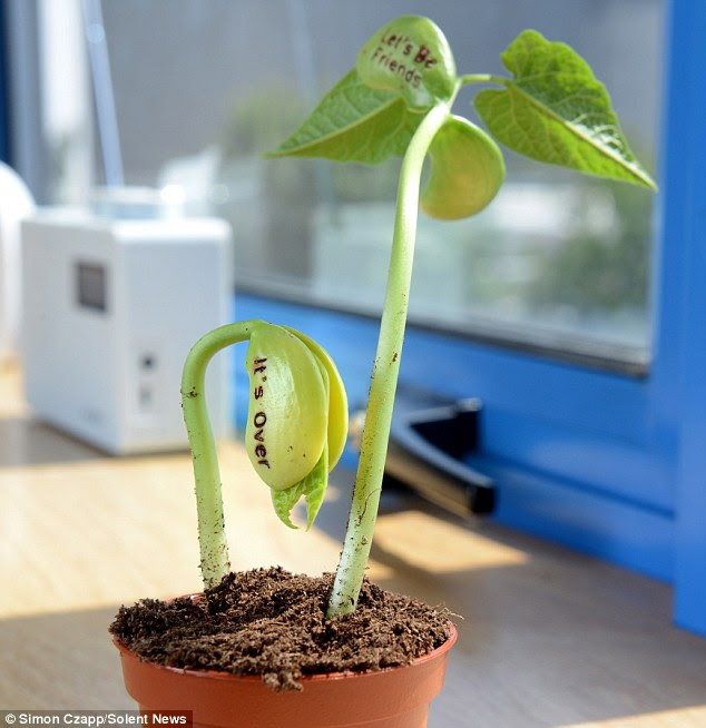 Break Up Beans grow to reveal secret message telling you 