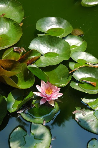 Lily Pool