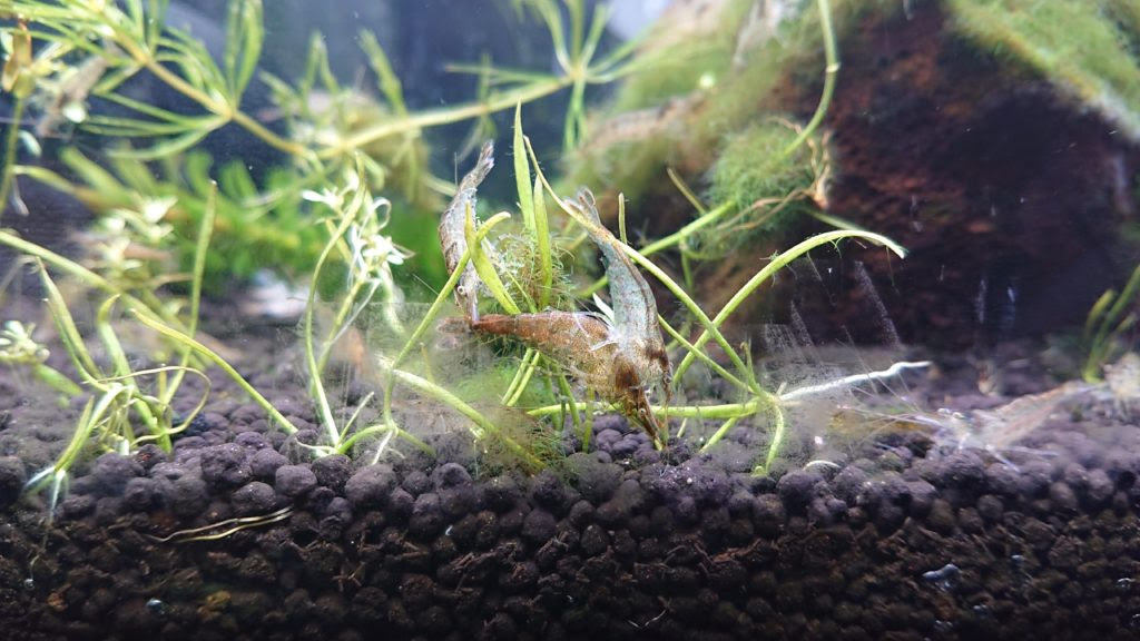 ミナミヌマエビの飼育方法 Chigyo Aqua